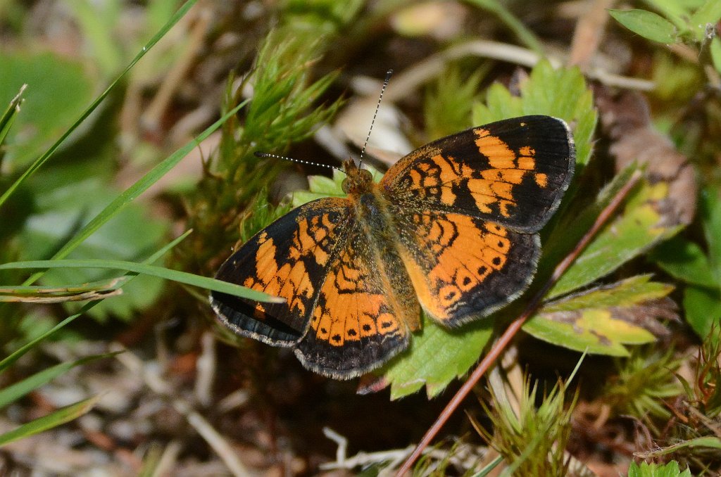 139 2015-08064556 Pierpont Meadow, MA.JPG - Pearl Crescentspot (Phyciodes tharos)(f). Butterfly. Pierpont Meadow Wildlife Sanctuary, MA, 8-6-2015